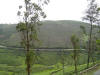 A view of Tea plantations from Hotel ValleyView