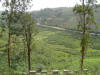 A view of Tea plantations from Hotel ValleyView