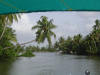 Leaning Palms on the banks of backwaters-Allepey